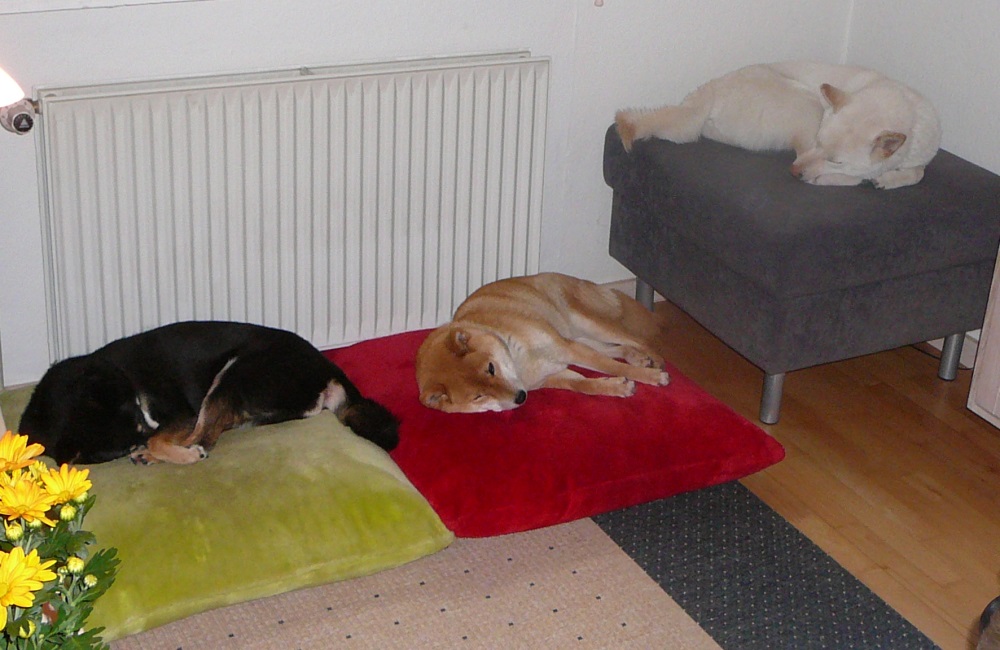 Shiba Inus